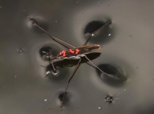 Gerris sp.